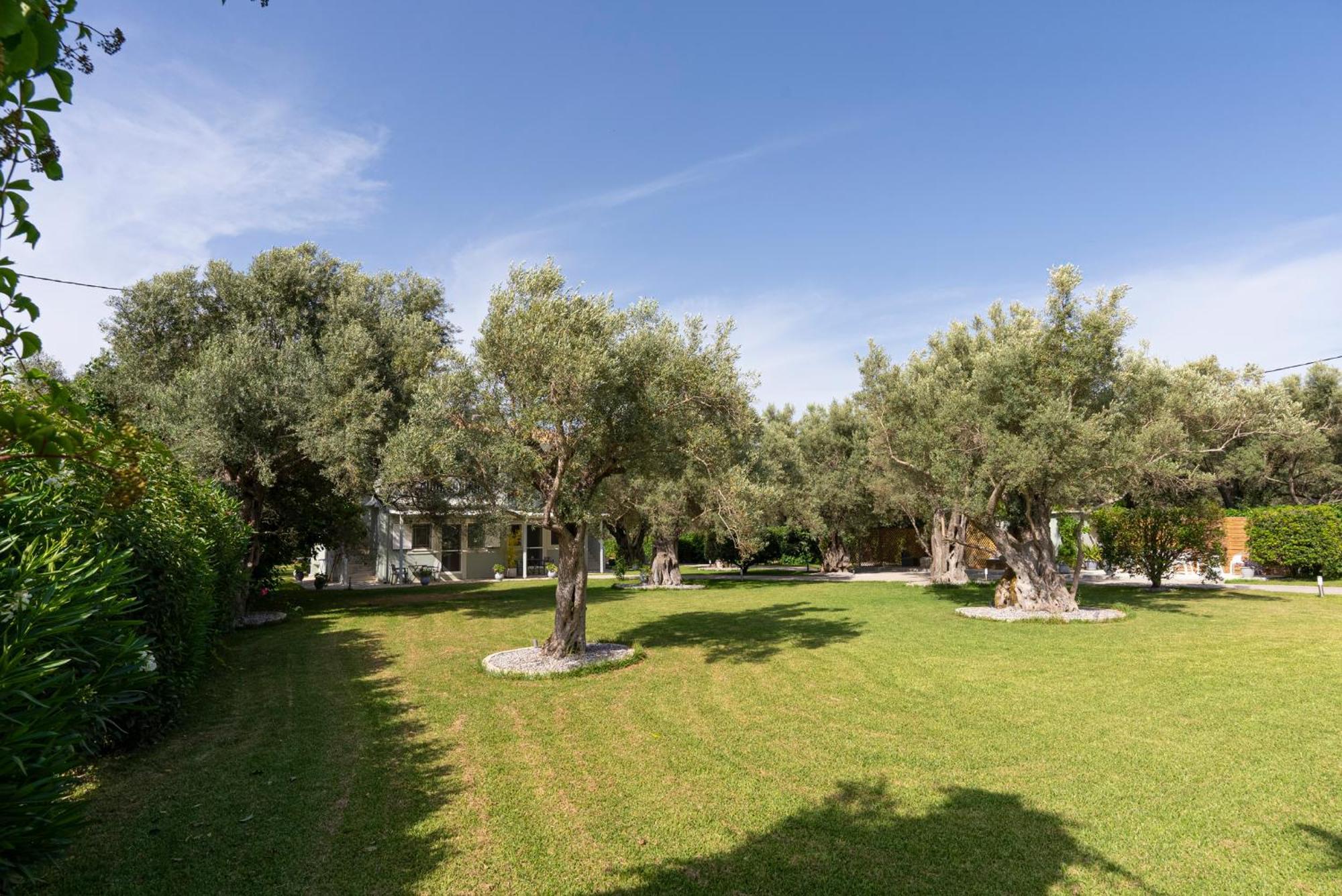 Elaia - Apartments & Studios Lefkáda Kültér fotó